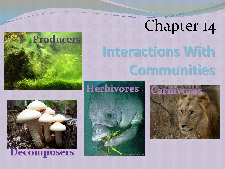 Producers Chapter 14 Interactions With Communities Herbivores Decomposers Carnivores 