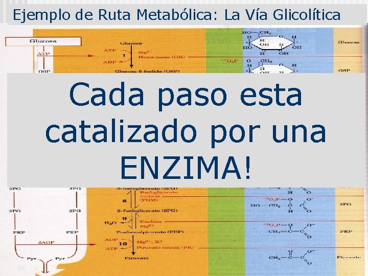 Ejemplo de Ruta Metabólica: La Vía Glicolítica Cada paso esta catalizado por una ENZIMA!