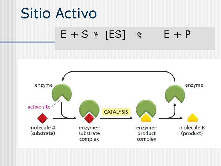 Sitio Activo E + S ES] E + P 