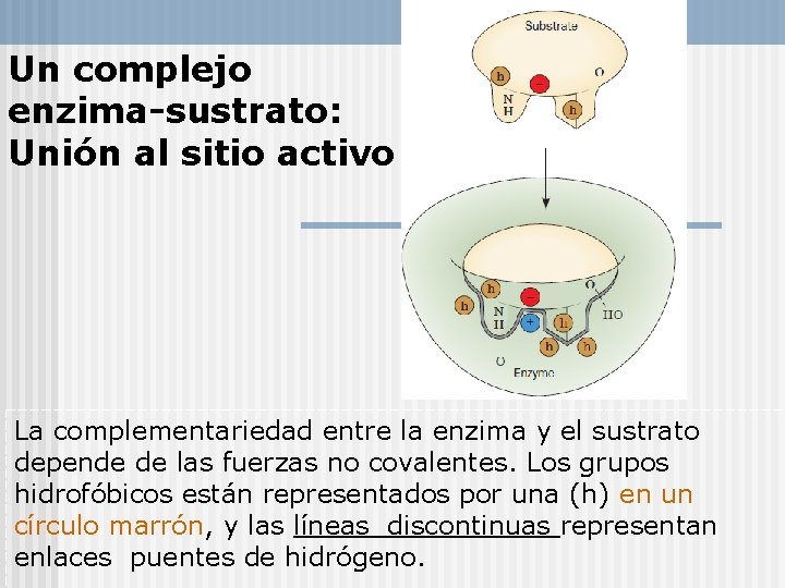 Un complejo enzima-sustrato: Unión al sitio activo La complementariedad entre la enzima y el