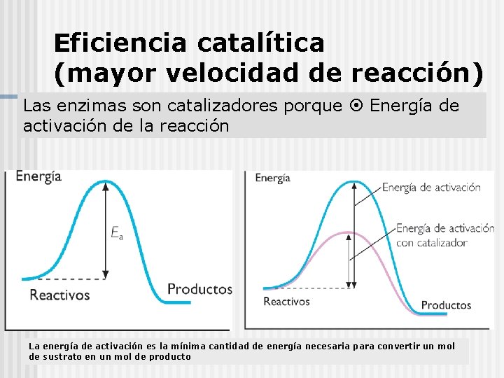 Eficiencia catalítica (mayor velocidad de reacción) Las enzimas son catalizadores porque Energía de activación