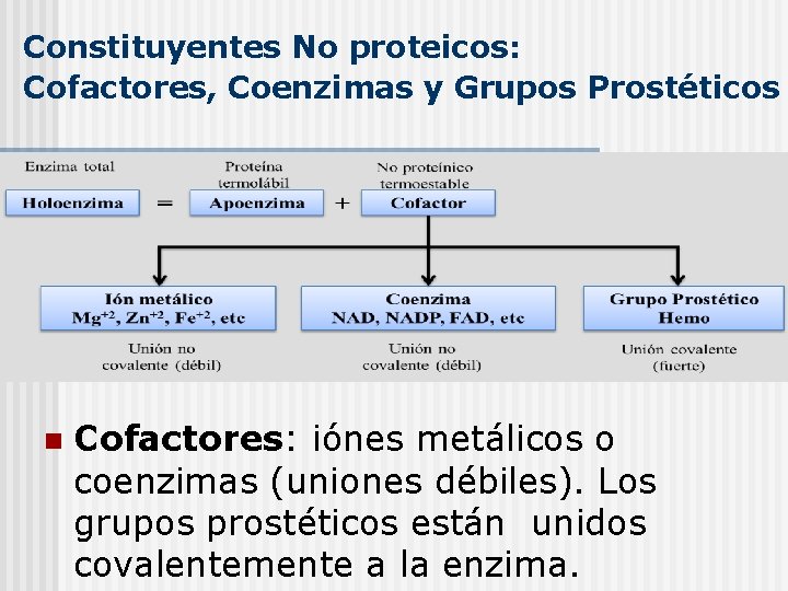 Constituyentes No proteicos: Cofactores, Coenzimas y Grupos Prostéticos n Cofactores: iónes metálicos o coenzimas