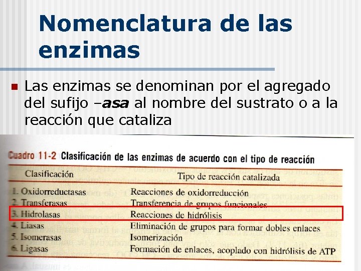 Nomenclatura de las enzimas n Las enzimas se denominan por el agregado del sufijo