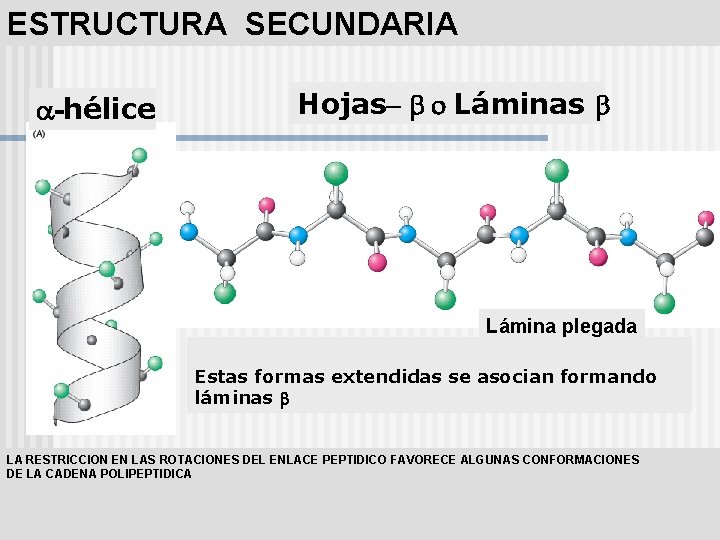 ESTRUCTURA SECUNDARIA -hélice Hojas- o Láminas Lámina plegada Estas formas extendidas se asocian formando