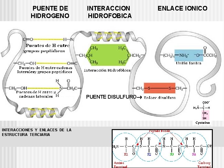 PUENTE DE HIDROGENO INTERACCION HIDROFOBICA PUENTE DISULFURO INTERACCIONES Y ENLACES DE LA ESTRUCTURA TERCIARIA