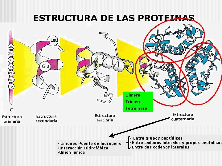 ESTRUCTURA DE LAS PROTEINAS Dímero Trímero Tetrámero • Uniones Puente de hidrógeno • Interacción