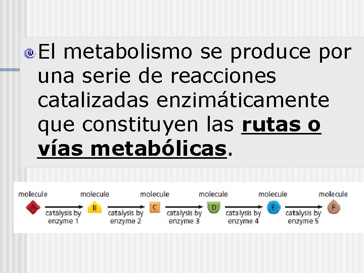 El metabolismo se produce por una serie de reacciones catalizadas enzimáticamente que constituyen las