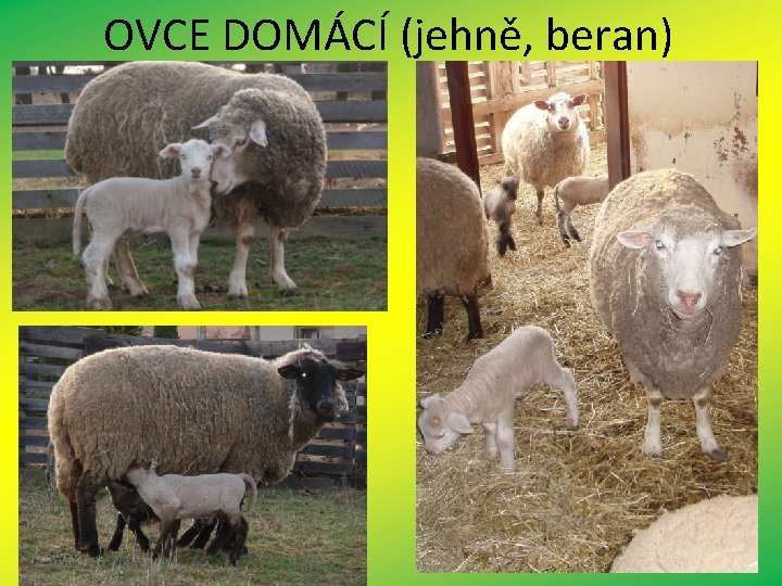 OVCE DOMÁCÍ (jehně, beran) 