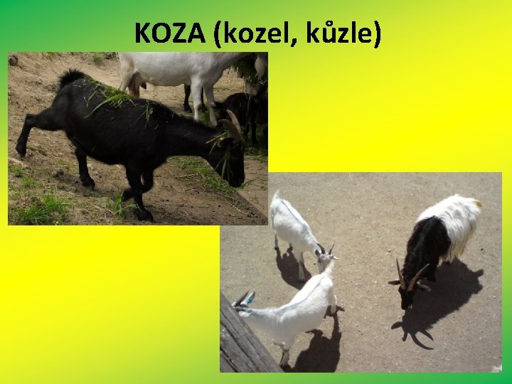 KOZA (kozel, kůzle) 