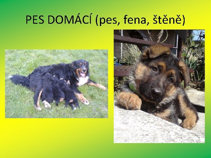 PES DOMÁCÍ (pes, fena, štěně) 