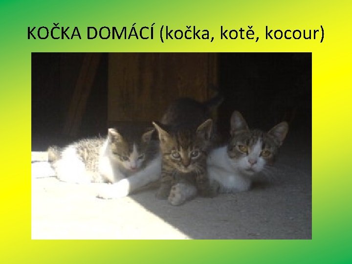 KOČKA DOMÁCÍ (kočka, kotě, kocour) 