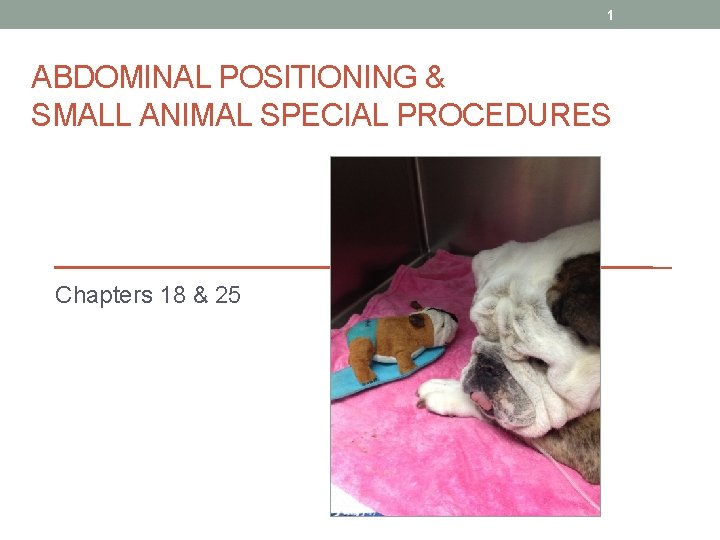 1 ABDOMINAL POSITIONING & SMALL ANIMAL SPECIAL PROCEDURES Chapters 18 & 25 