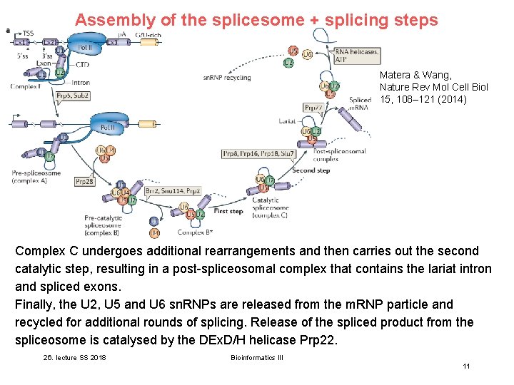 Assembly of the splicesome + splicing steps Matera & Wang, Nature Rev Mol Cell Assembly of the splicesome + splicing steps Matera & Wang, Nature Rev Mol Cell