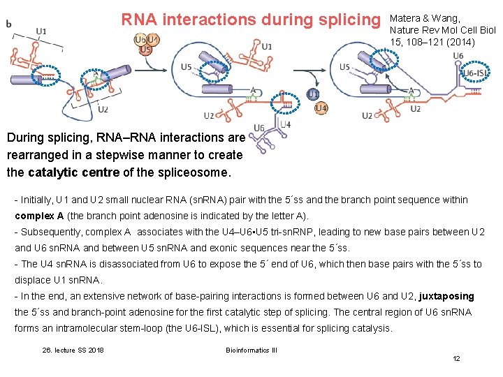 RNA interactions during splicing Matera & Wang, Nature Rev Mol Cell Biol 15, 108– RNA interactions during splicing Matera & Wang, Nature Rev Mol Cell Biol 15, 108–