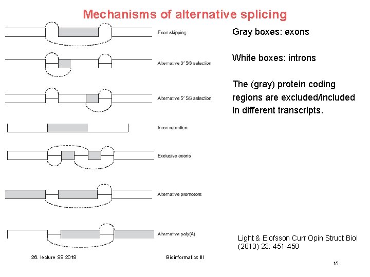 Mechanisms of alternative splicing Gray boxes: exons White boxes: introns The (gray) protein coding Mechanisms of alternative splicing Gray boxes: exons White boxes: introns The (gray) protein coding