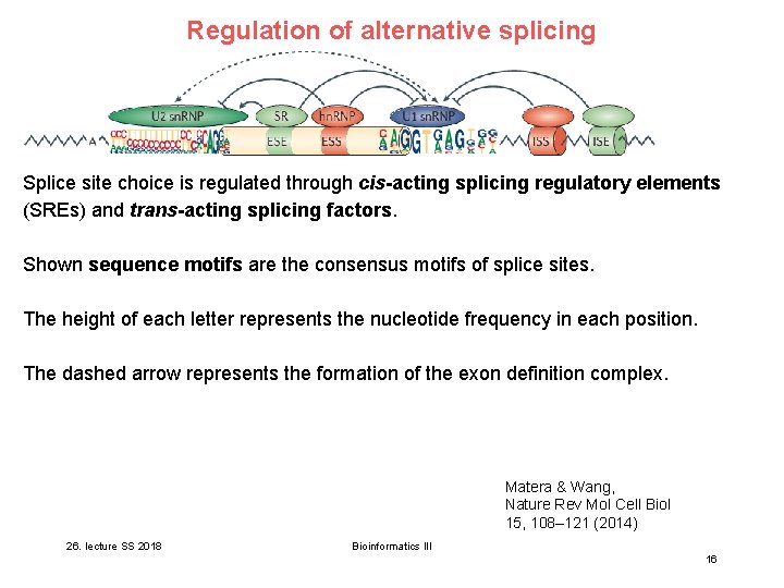 Regulation of alternative splicing Splice site choice is regulated through cis-acting splicing regulatory elements Regulation of alternative splicing Splice site choice is regulated through cis-acting splicing regulatory elements
