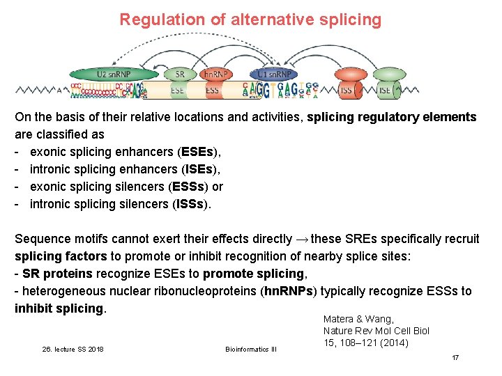 Regulation of alternative splicing On the basis of their relative locations and activities, splicing Regulation of alternative splicing On the basis of their relative locations and activities, splicing