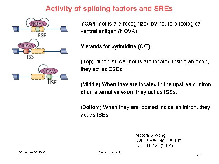 Activity of splicing factors and SREs YCAY motifs are recognized by neuro-oncological ventral antigen Activity of splicing factors and SREs YCAY motifs are recognized by neuro-oncological ventral antigen