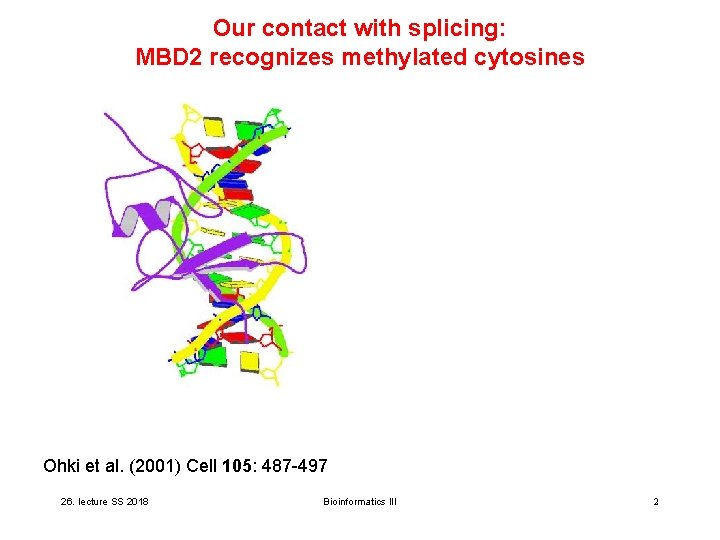 Our contact with splicing: MBD 2 recognizes methylated cytosines Ohki et al. (2001) Cell Our contact with splicing: MBD 2 recognizes methylated cytosines Ohki et al. (2001) Cell