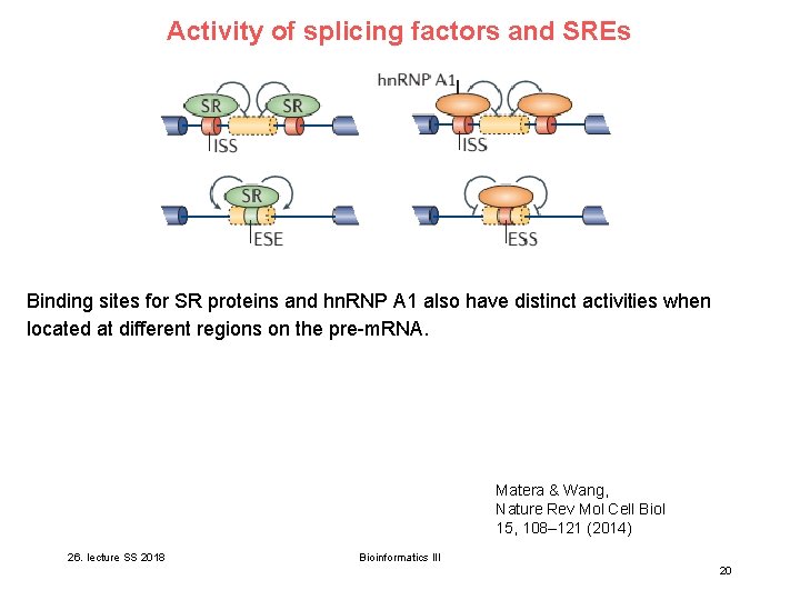 V 26 Regular vs alternative splicing Regular splicing
