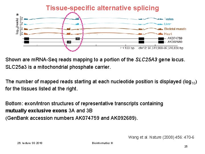 Tissue-specific alternative splicing are micro. RNAs? Shown. What are m. RNA-Seq reads mapping to Tissue-specific alternative splicing are micro. RNAs? Shown. What are m. RNA-Seq reads mapping to