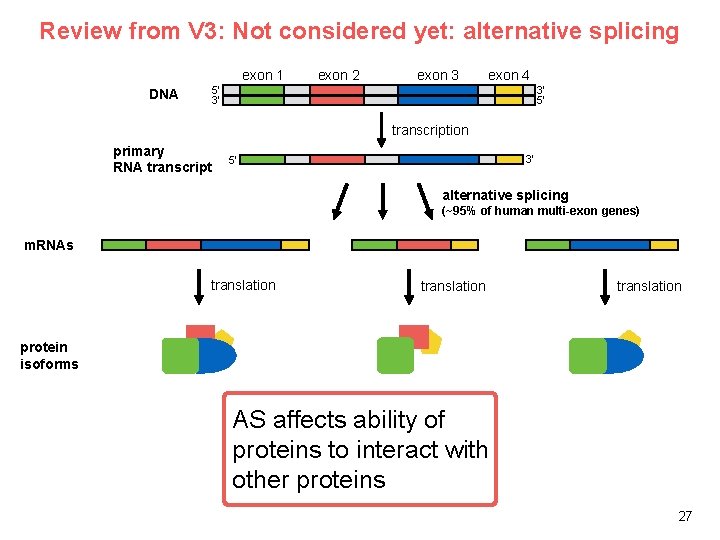Review from V 3: Not considered yet: alternative splicing exon 1 DNA exon 2 Review from V 3: Not considered yet: alternative splicing exon 1 DNA exon 2