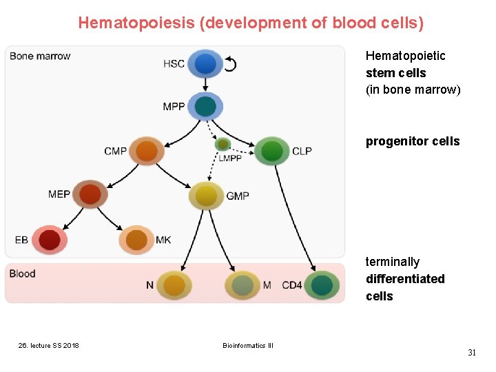 Hematopoiesis (development of blood cells) Hematopoietic stem cells (in bone marrow) progenitor cells terminally Hematopoiesis (development of blood cells) Hematopoietic stem cells (in bone marrow) progenitor cells terminally