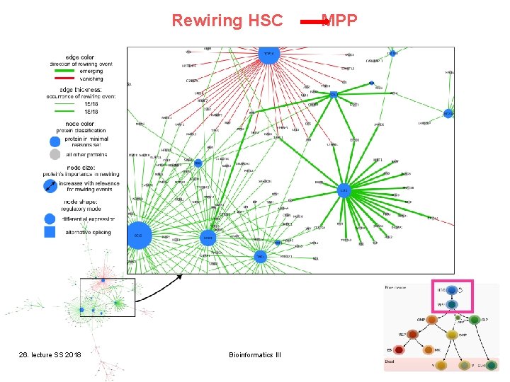 Rewiring HSC 26. lecture SS 2018 Bioinformatics III MPP 38 Rewiring HSC 26. lecture SS 2018 Bioinformatics III MPP 38