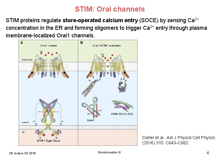 STIM: Orai channels STIM proteins regulate store-operated calcium entry (SOCE) by sensing Ca 2+ STIM: Orai channels STIM proteins regulate store-operated calcium entry (SOCE) by sensing Ca 2+