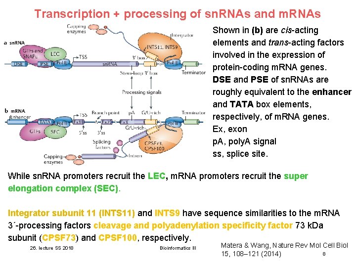 Transcription + processing of sn. RNAs and m. RNAs Shown in (b) are cis-acting Transcription + processing of sn. RNAs and m. RNAs Shown in (b) are cis-acting