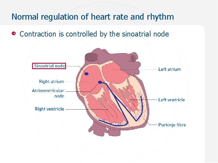 Normal regulation of heart rate and rhythm Contraction is controlled by the sinoatrial node