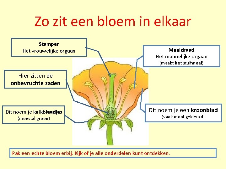 Zo zit een bloem in elkaar Stamper Het vrouwelijke orgaan Meeldraad Het mannelijke orgaan Zo zit een bloem in elkaar Stamper Het vrouwelijke orgaan Meeldraad Het mannelijke orgaan