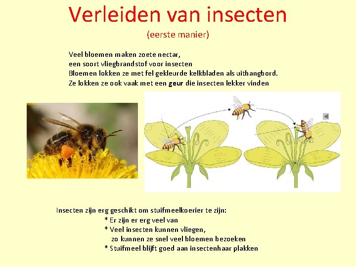 Verleiden van insecten (eerste manier) Veel bloemen maken zoete nectar, een soort vliegbrandstof voor Verleiden van insecten (eerste manier) Veel bloemen maken zoete nectar, een soort vliegbrandstof voor