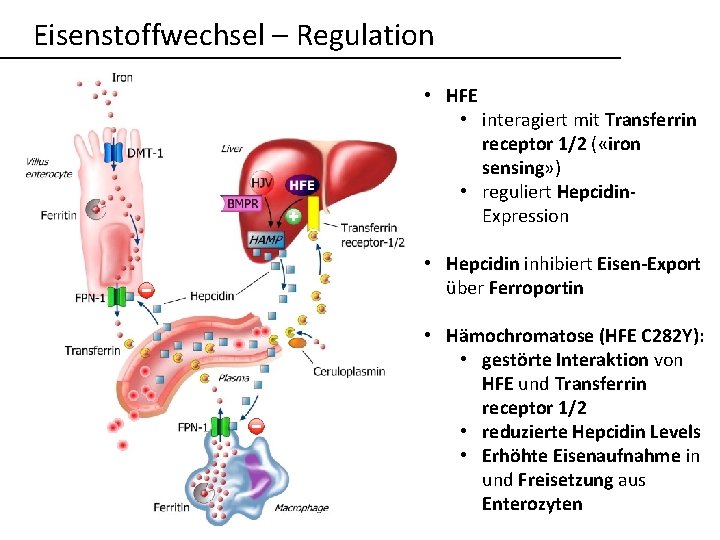 Eisenstoffwechsel – Regulation • HFE • interagiert mit Transferrin receptor 1/2 ( «iron sensing»