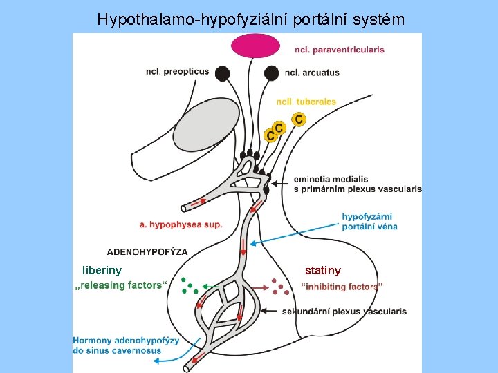 Hypothalamo-hypofyziální portální systém liberiny statiny 