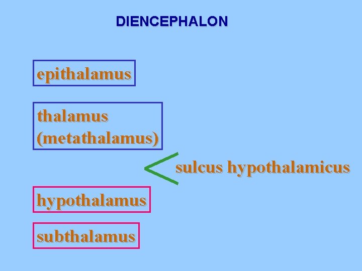 DIENCEPHALON epithalamus (metathalamus) sulcus hypothalamicus hypothalamus subthalamus 
