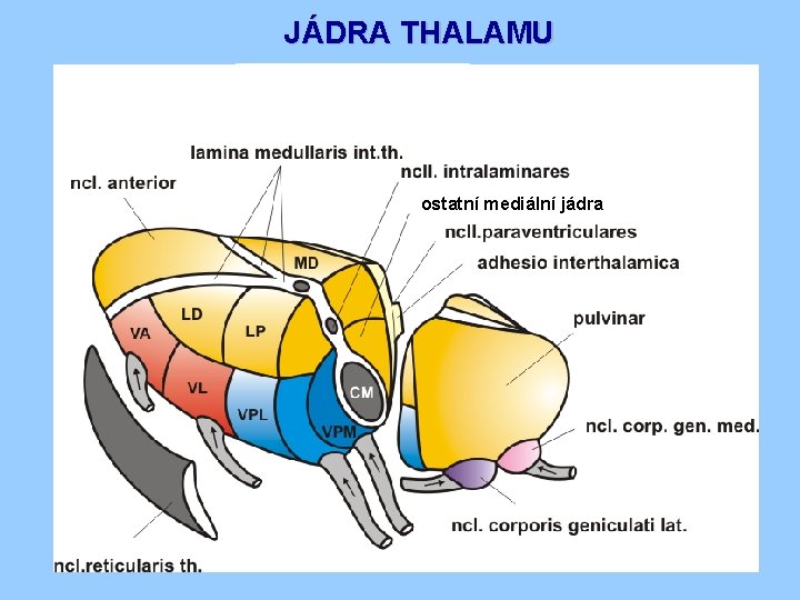 JÁDRA THALAMU ostatní mediální jádra 