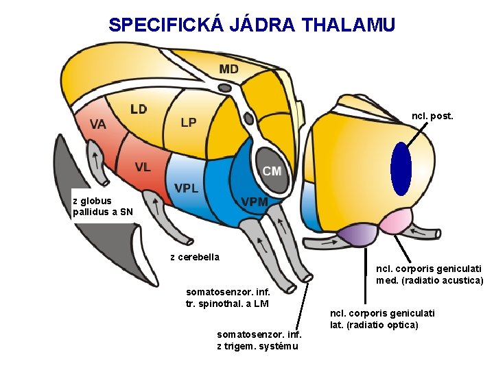 SPECIFICKÁ JÁDRA THALAMU ncl. post. z globus pallidus a SN z cerebella ncl. corporis