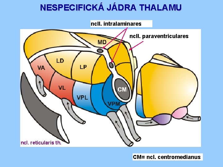 NESPECIFICKÁ JÁDRA THALAMU ncll. intralaminares ncll. paraventriculares ncl. reticularis th. CM= ncl. centromedianus 