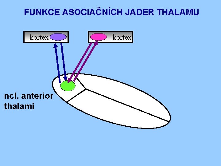 FUNKCE ASOCIAČNÍCH JADER THALAMU kortex ncl. anterior thalami kortex 