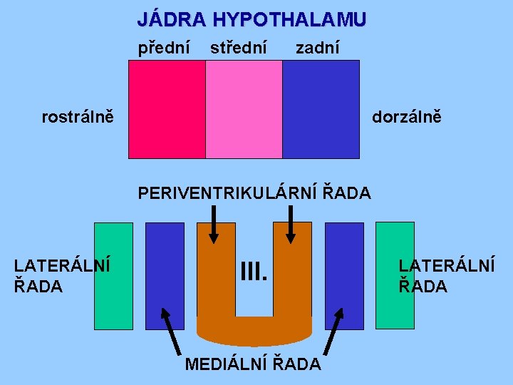 JÁDRA HYPOTHALAMU přední střední zadní rostrálně dorzálně PERIVENTRIKULÁRNÍ ŘADA LATERÁLNÍ ŘADA III. MEDIÁLNÍ ŘADA