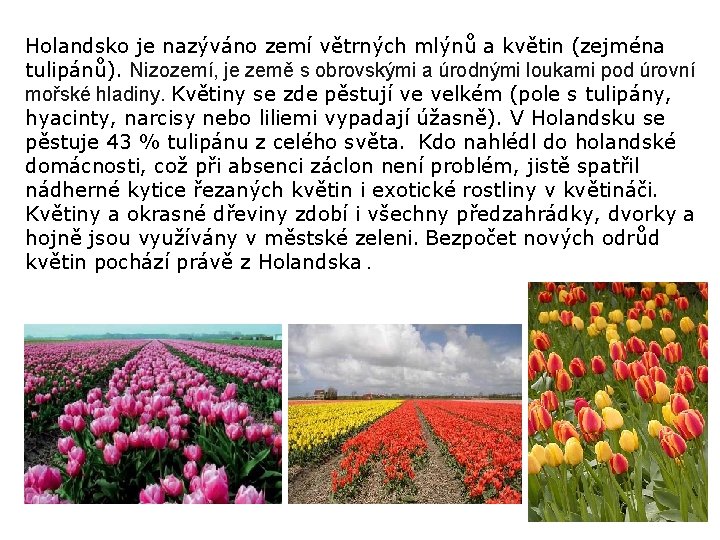 Holandsko je nazýváno zemí větrných mlýnů a květin (zejména tulipánů). Nizozemí, je země s