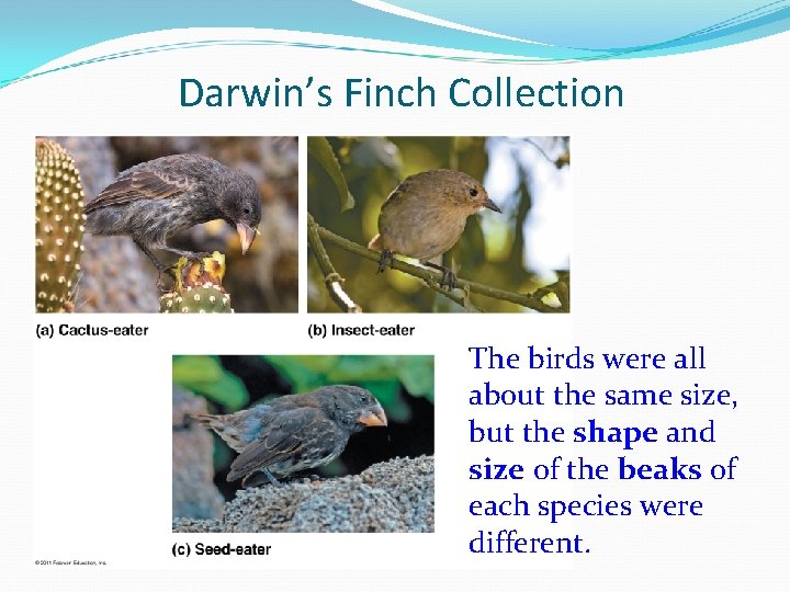 Darwin’s Finch Collection The birds were all about the same size, but the shape