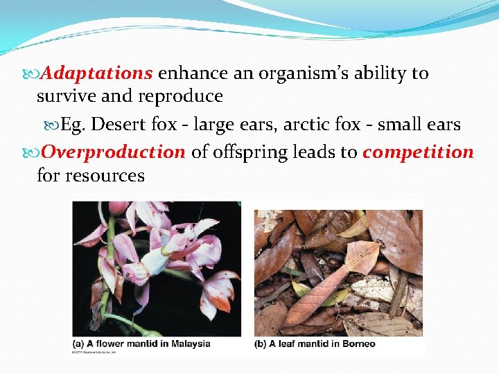  Adaptations enhance an organism’s ability to survive and reproduce Eg. Desert fox -