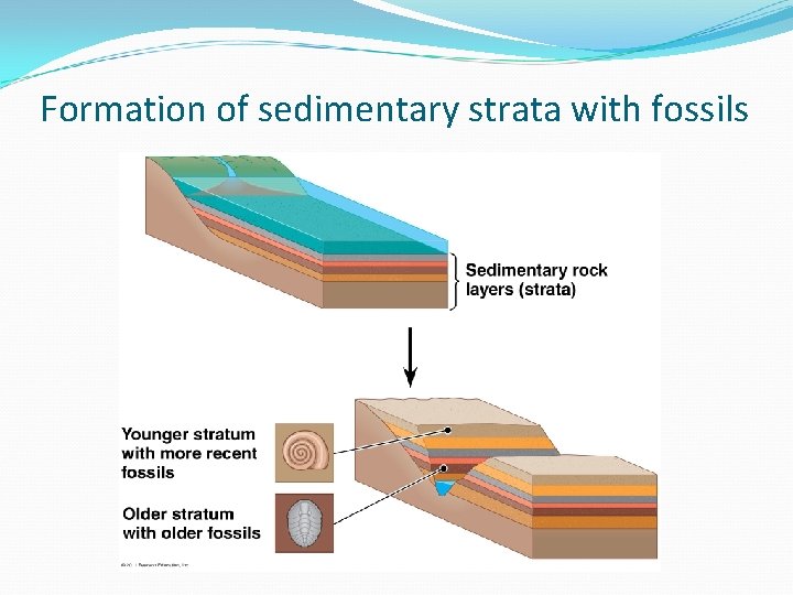 Formation of sedimentary strata with fossils 