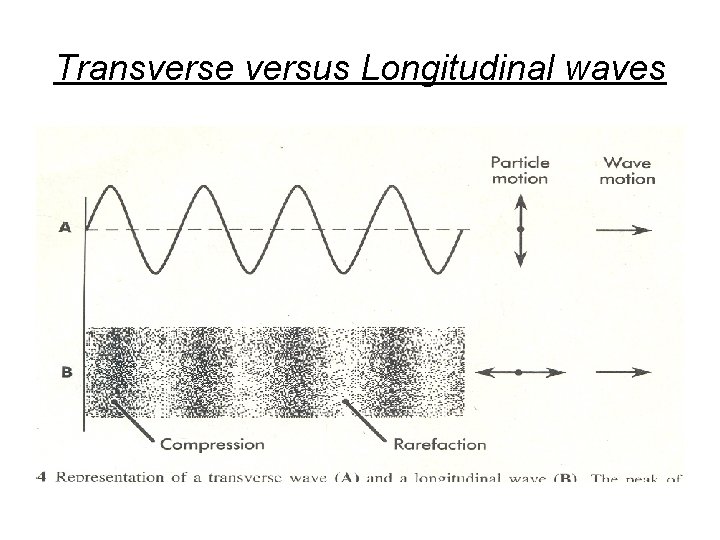 Transverse versus Longitudinal waves 