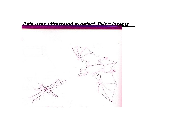 Bats uses ultrasound to detect flying insects 