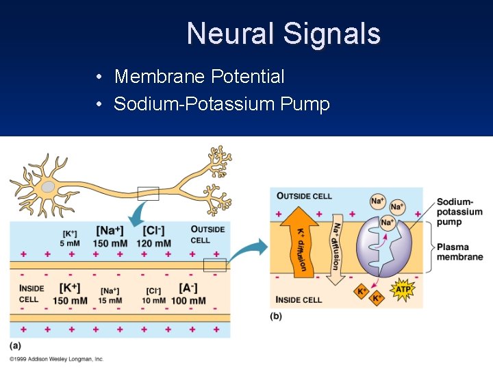 Neural Signals • Membrane Potential • Sodium-Potassium Pump 