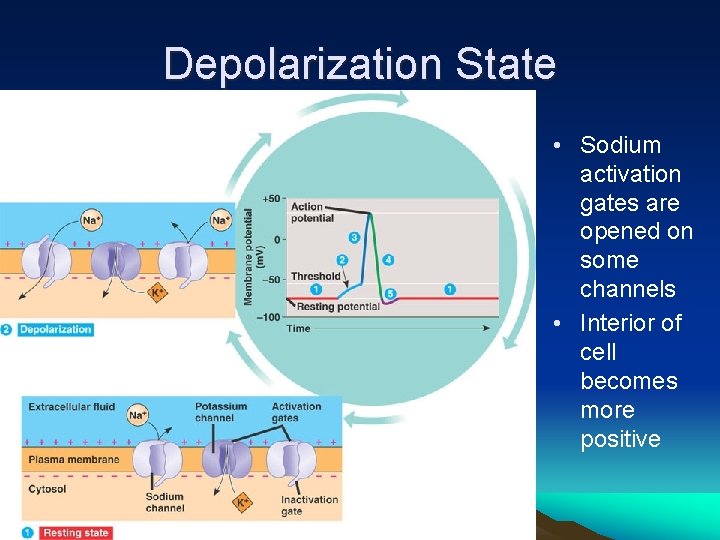 Depolarization State • Sodium activation gates are opened on some channels • Interior of