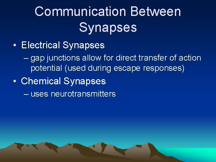 Communication Between Synapses • Electrical Synapses – gap junctions allow for direct transfer of